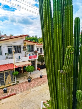 Tropical mexican cacti cactus jungle plants trees and natural forest panorama view in Zicatela Puerto Escondido Oaxaca Mexico.