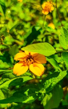 Yellow beautiful tropical flowers and plants in Zicatela Puerto Escondido Oaxaca Mexico.