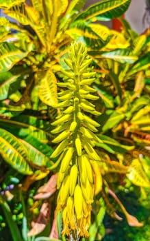 Aloe Vera Agave cactus cacti plant plants with blossoms yellow flower flowers in Zicatela Puerto Escondido Oaxaca Mexico.