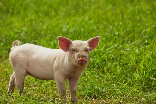 Eco pig farm in the field in Denmark. Cute pig in the pasture.