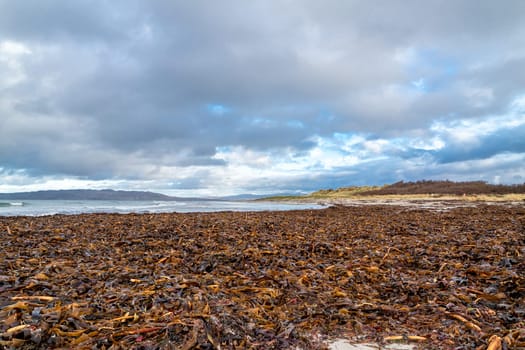 Seaweed lying on Portnoo beach in County Donegal, Ireland.