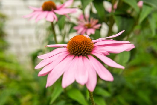 Beautiful daisies growing in the garden. Gardening concept, close-up. The flower is pollinated by a bumblebee