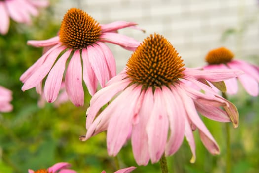 Beautiful daisies growing in the garden. Gardening concept, close-up. The flower is pollinated by a bumblebee