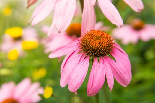 Beautiful daisies growing in the garden. Gardening concept, close-up. The flower is pollinated by a bumblebee