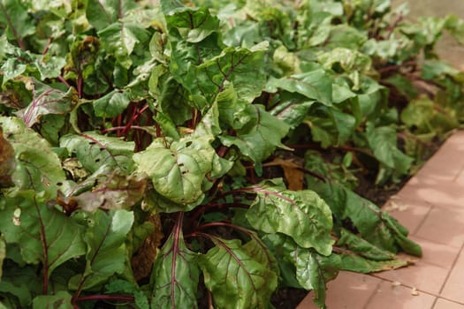 Beetroot growing in the garden. Beet tops. Life in the country