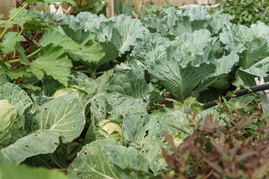 Cabbage grows in the garden. Harvesting cabbage. Life in the village
