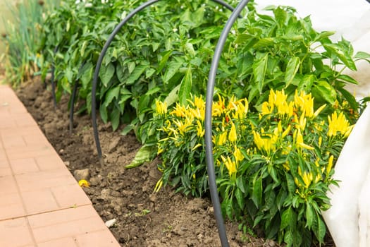 Growing pepper in a pot in the yard of a country house. Gardening and country life