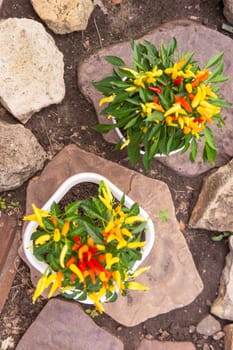 Growing pepper in a pot in the yard of a country house. Gardening and country life