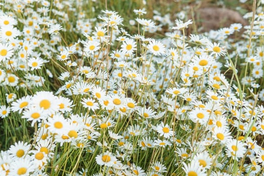 Chamomile flowers in close-up. A large field of flowering daisies. The concept of agriculture and the cultivation of useful medicinal herbs