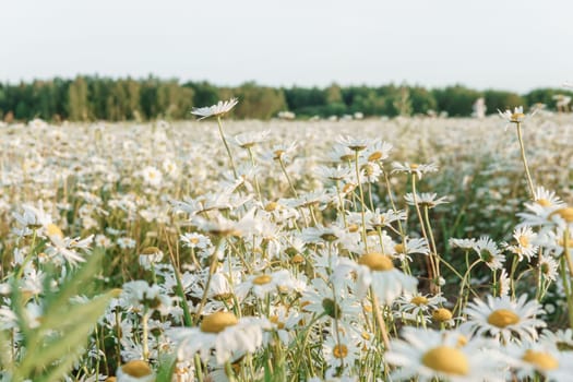 A spacious chamomile field in summer. A large field of flowering daisies. The concept of agriculture and the cultivation of useful medicinal herbs