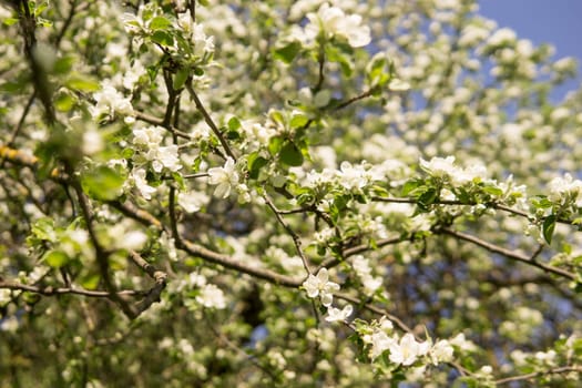 An apple tree in a blooming park, the general plan.Blooming branches of an apple tree with white flowers, a background of spring nature.