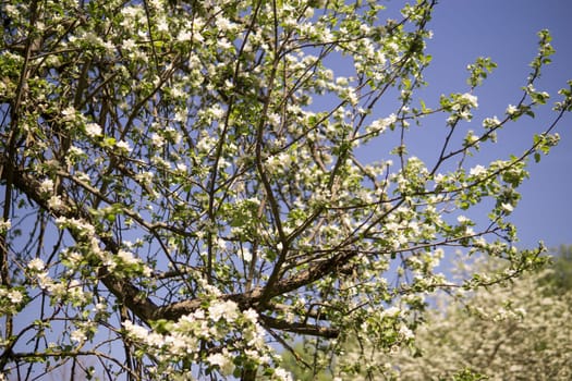 An apple tree in a blooming park, the general plan.Blooming branches of an apple tree with white flowers, a background of spring nature.