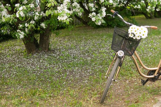 A beautiful retro bike with a wicker basket stands next to a blooming apple tree in the park