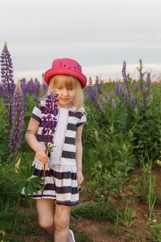 A blonde girl in a field with purple flowers. A little girl in a pink hat is picking flowers in a field. A field with lupines.