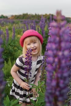 A blonde girl in a field with purple flowers. A little girl in a pink hat is picking flowers in a field. A field with lupines.