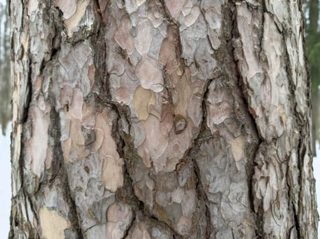 tree trunk, tree bark pattern. High quality photo