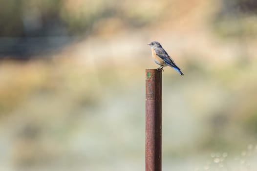 Female Western Bluebird, Sialia mexicana, perching on a post in the mountains of the Sierra de San Pedro Martir, in central Baja California, Mexico.