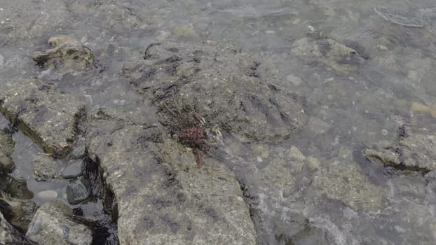 Slow-mo footage shows a camouflaged Magellanic king crab hiding among rocks and seaweed, poised for prey.