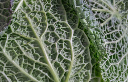Macro picture of a fresh vegetable forming a natural texture. Close-up view of Savoy cabbage green leaves, Green vegetable backgound, Copy space, Selective focus.