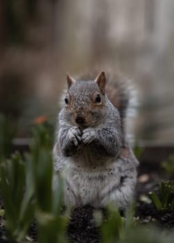 A cute Eastern Gray Squirrel (Sciurus carolinensis) is standing on its hind legs in the park. Space for text, Selective focus.