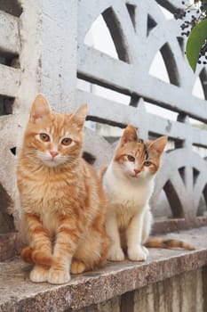 red cat looking around outdoor