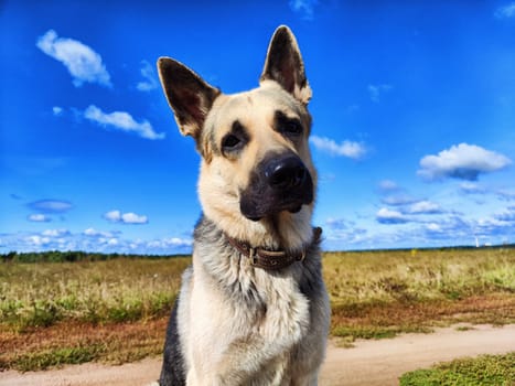 Big dog German Shepherd in a field with green and yellow grass in summer or autumn season. Russian eastern European dog veo walk on nature