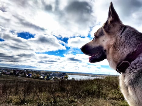 Dog German Shepherd in autumn day, green, yellow nature field, blue sky full white clouds and village in distance. Eastern European dog veo Waiting and guarding on top of hill in colorful landscape