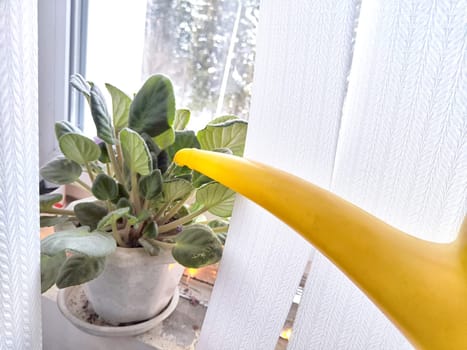 Watering green houseplants by a snowy window. Watering Indoor Plants With Yellow Watering Can