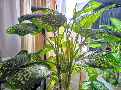 Dieffenbachia plant in a pot on a stool by the window. Retro interior in light colors. Background with plant with green leaves and fabric