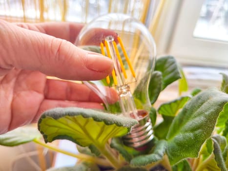 Hand of woman with transparent glass lamp in green violet plant like a flower. The end of the environmental friendliness of energy-saving LED lamps
