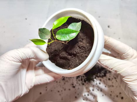 Transplanting a Young Flower Into a New Pot at Home. Hands in gloves placing young plant ficus Benjamin into a pot with fresh soil