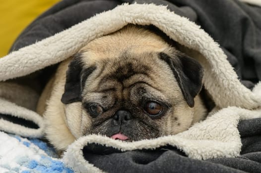 pug under a blanket on the sofa 1