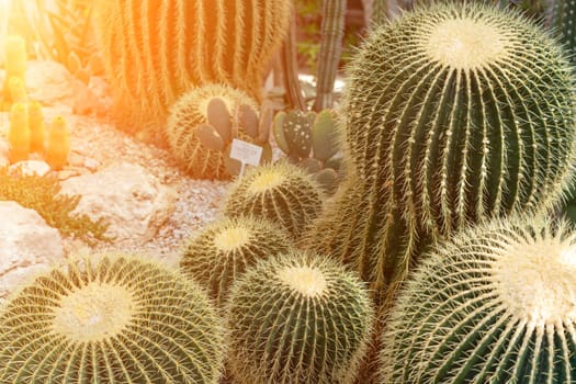 thorn cactus texture background. Golden barrel cactus, golden ball or mother-in-law's cushion Echinocactus grusonii is a species of barrel cactus which is endemic to east-central Mexico.