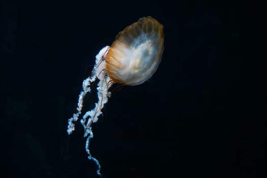 Pacific sea nettle jelly fish drifting through ocean water. sea nettles are jelly fishes with extraordinairy long,thin,tentacles at the edge of their body