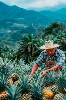 A farmer harvests pineapples. Selective focus. Food.