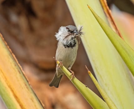 House sparrow passer domesticus stood perched on palm plant leaf frond with silk floss seed nest building material in mouth