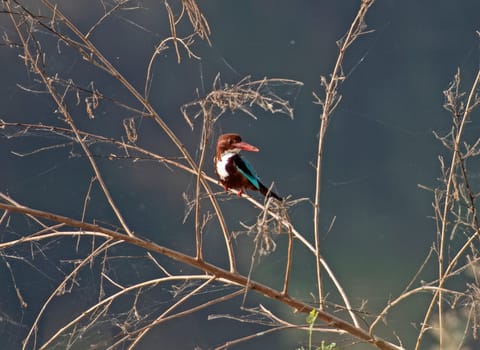 White-throated kingfisher bird Halcyon smyrnensis perched on a branch in tree next to river