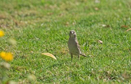 House sparrow passer domesticus stood on grass ground in garden