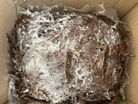 Preparation of soil and mycelium for growing the champignon mushrooms