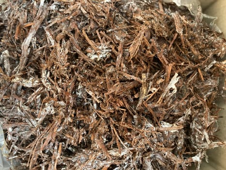 Preparation of soil and mycelium for growing the champignon mushrooms