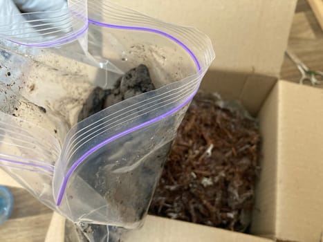 Preparation of soil and mycelium for growing the champignon mushrooms