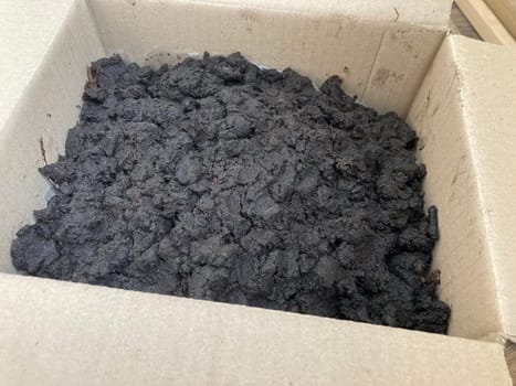 Preparation of soil and mycelium for growing the champignon mushrooms