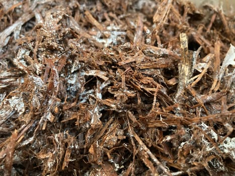 Preparation of soil and mycelium for growing the champignon mushrooms