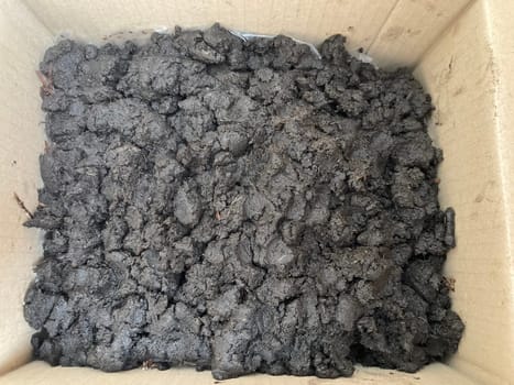 Preparation of soil and mycelium for growing the champignon mushrooms