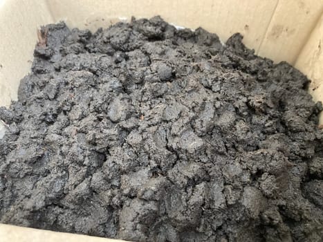 Preparation of soil and mycelium for growing the champignon mushrooms