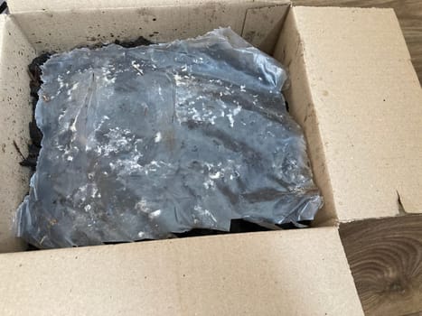 Preparation of soil and mycelium for growing the champignon mushrooms