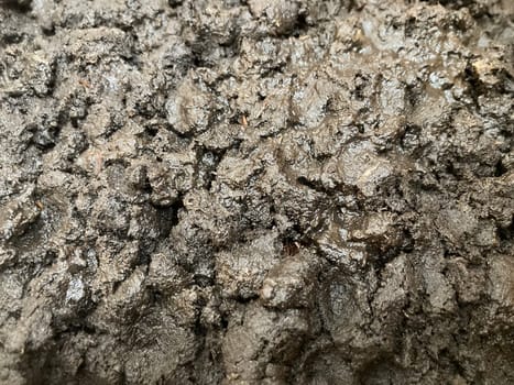 Preparation of soil and mycelium for growing the champignon mushrooms