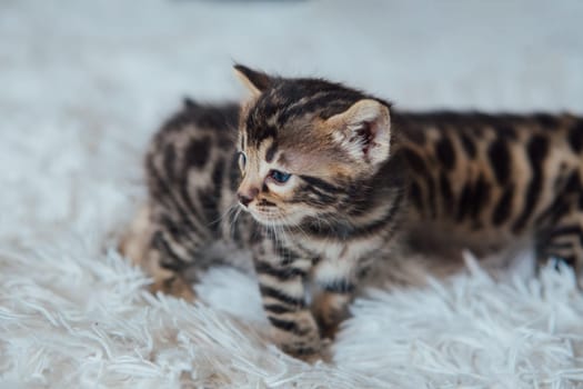 Cute bengal one month old kitten on the white fury blanket close-up.