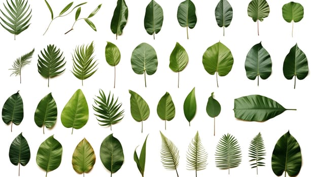 different tropical leaves, white background, isolated. High quality photo