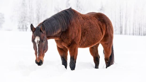 Dark brown horse walks on snow covered field, head down